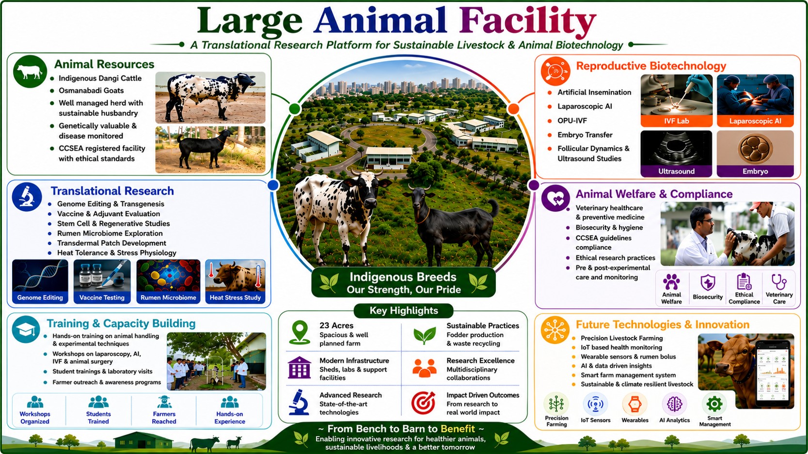 Cattle